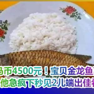 一餐马币4500元！宝贝金龙鱼离奇失踪　他急疯下秒见2儿端出佳肴