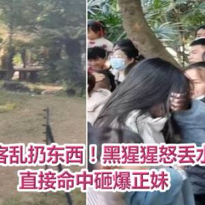 不满游客乱扔东西！黑猩猩怒丢水瓶教训　直接命中砸爆正妹