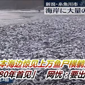 日本海边惊见上万鱼尸横躺沙滩！居民吓「80年首见」　网忧：要出大事了？