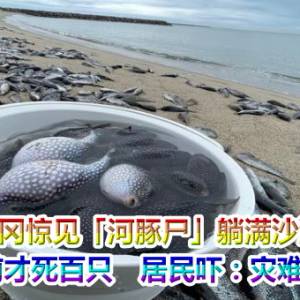 福冈惊见「河豚尸」躺满沙滩！1个月前才死百只　居民吓：灾难前兆