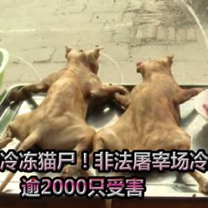 惊见4吨冷冻猫尸！非法屠宰场冷血屠杀...逾2000只受害