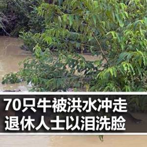 70只牛被洪水冲走 退休人士以泪洗脸