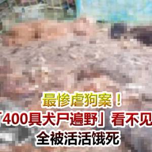 最惨虐狗案！民宅「400具犬尸遍野」看不见地板　全被活活饿死