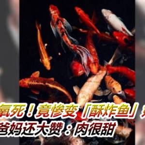 2锦鲤缺氧死！竟惨变「酥炸鱼」她傻眼...爸妈还大赞：肉很甜