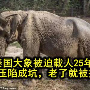 泰国大象被迫载人25年，脊柱被压陷成坑，老了就被抛弃？！