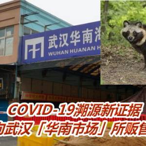 COVID-19溯源新证据　指向武汉「华南市场」所贩售貉