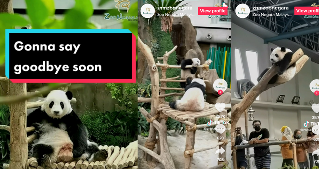 熊猫即将回国 斥巨资建造的熊猫馆成迷题