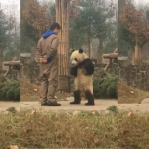 中国熊猫因不满饲养员不给零食 站起来“威胁”饲养员 可爱模样引发热议