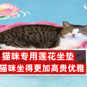 猫咪专用莲花坐垫：让猫咪坐得更加高贵优雅