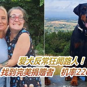 爱犬反常狂闻路人！替洗肾主人找到完美捐赠者　机率2200万分之一