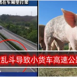 猪猪大乱斗导致小货车高速公路翻覆？