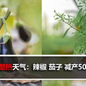 酷热天气：辣椒 茄子 减产50%