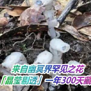 来自幽冥界罕见之花　水晶兰「晶莹剔透」一年300天藏地底