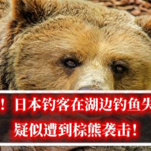 惊悚！日本钓客在湖边钓鱼失踪，疑似遭到棕熊袭击！