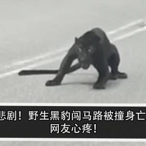 悲剧！野生黑豹闯马路被撞身亡！网友心疼！