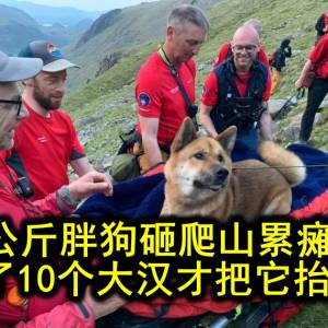 铲屎官带着33公斤狗子挑战英格兰最高峰，下山的时候惨了……