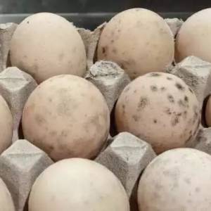 外壳这样的鸡蛋就是发霉了！　专家吁见到快扔掉“高温也杀不掉毒素”