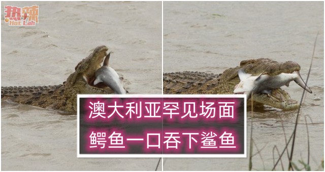 澳大利亚罕见场面：鳄鱼一口吞下鲨鱼