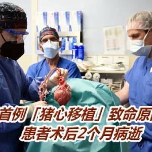 史上首例「猪心移植」致命原因揭晓！　患者术后2个月病逝