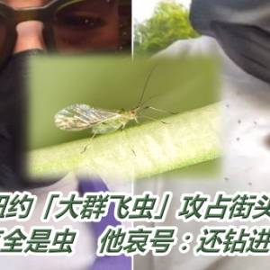 纽约「大群飞虫」攻占街头！密集黑点全是虫　他哀号：还钻进鼻孔