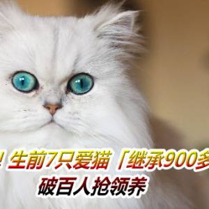 富婆去世！生前7只爱猫「继承900多万遗产」　破百人抢领养