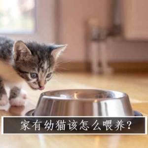 家有幼猫该怎么喂养？