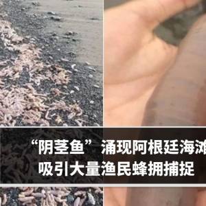 “像那话儿的鱼”涌现阿根廷海滩　吸引大量渔民蜂拥捕捉