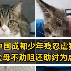 中国成都少年残忍虐猫，父母不劝阻还助纣为虐！