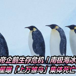 皇帝企鹅生存危机！南极海冰消失　卫星曝「上万雏鸟」集体死亡