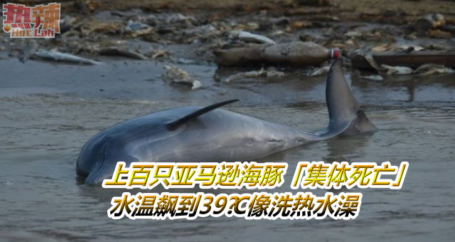上百只亚马逊海豚「集体死亡」　水温飙到39°C像洗热水澡