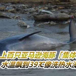 上百只亚马逊海豚「集体死亡」　水温飙到39°C像洗热水澡