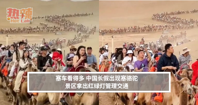 塞车看得多 中国长假出现塞骆驼 景区拿出红绿灯管理骆驼队伍