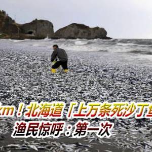 鱼尸绵延1km！北海道「上万条死沙丁鱼」冲上岸　渔民惊呼：第一次