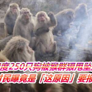 印度250只狗被猴群狠甩坠崖惨死！　村民曝竟是「这原因」要报复