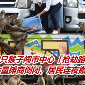 3500只猴子闯市中心「抢劫路人」　大量摊商倒闭、居民连夜搬走