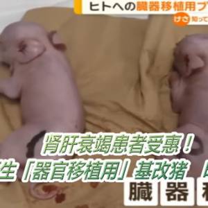 肾肝衰竭患者受惠！日本首诞生「器官移植用」基改猪　明年秋临床