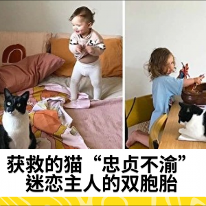 获救的猫“忠贞不渝”迷恋主人的双胞胎