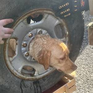 小狗头部卡在轮胎中 幸获消防队员搭救