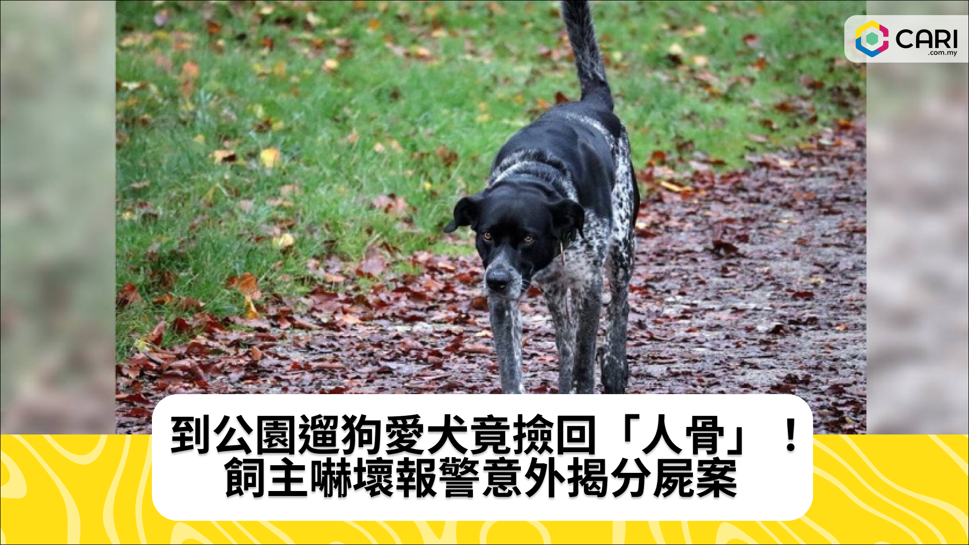 到公園遛狗愛犬竟撿回「人骨」！　飼主嚇壞報警意外揭分屍案