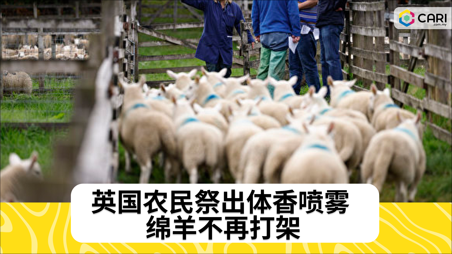 英国农民祭出体香喷雾 绵羊不再打架