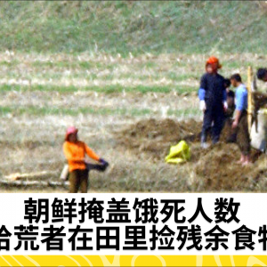 朝鲜掩盖饿死人数 拾荒者在田里捡残余食物