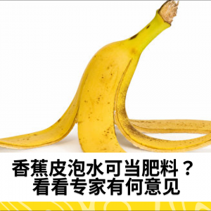 香蕉皮泡水可当肥料？ 看看专家有何意见