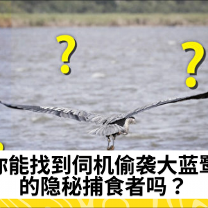 你能找到伺机偷袭大蓝鹭的隐秘捕食者吗？