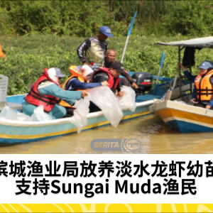 放养淡水龙虾造福Sungai Muda渔民