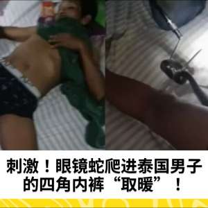 刺激！眼镜蛇爬进泰国男子的四角内裤“取暖”！