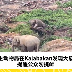 野生动物局在Kalabakan地区发现大象群落