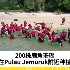 200株鹿角珊瑚在Pulau Jemuruk附近种植