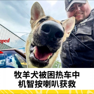 牧羊犬被困热车中 机智按喇叭获救