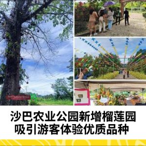 沙巴农业公园新增榴莲园，吸引游客体验优质品种