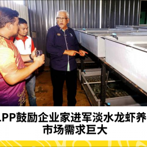 LPP鼓励企业家进军淡水龙虾养殖，市场需求巨大